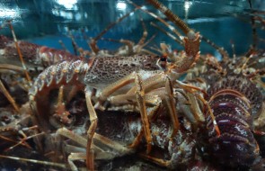 South Atlantic Lobster