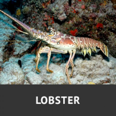 CLICK TO VIEW LOBSTER PRODUCT PAGE