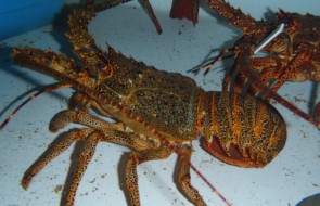 Chilean Lobster